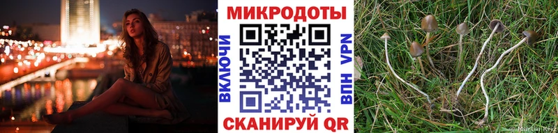 Псилоцибиновые грибы Psilocybe  это клад  Вятские Поляны  наркота 